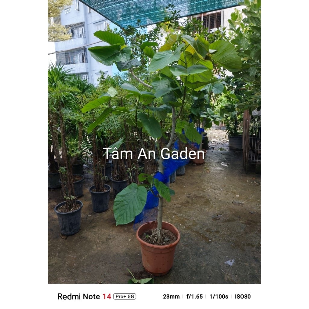 Cây Ficus Umbellata ( hàng đẹp ảnh thật) 1.7m đến 1.8m