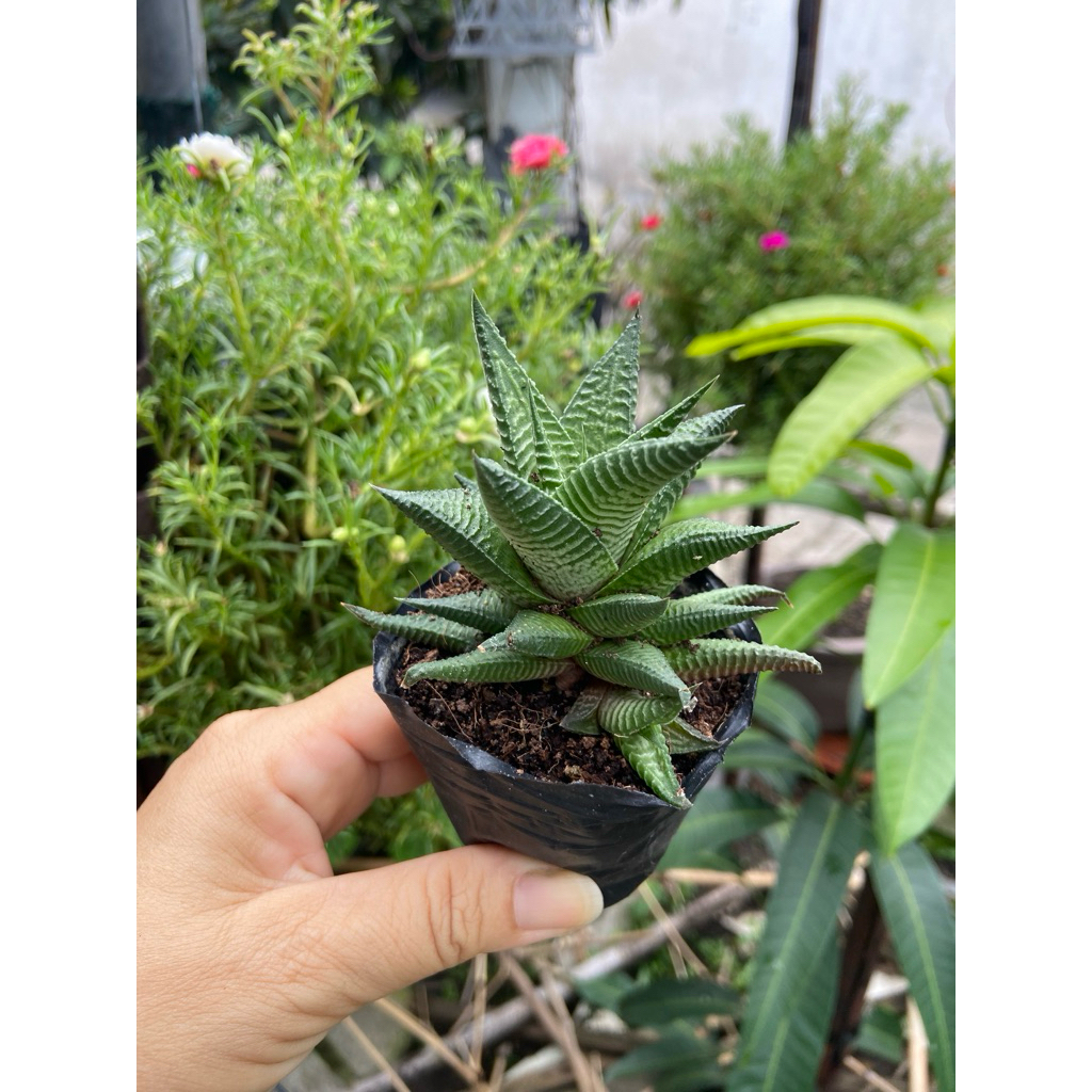 Móng rồng xoáy