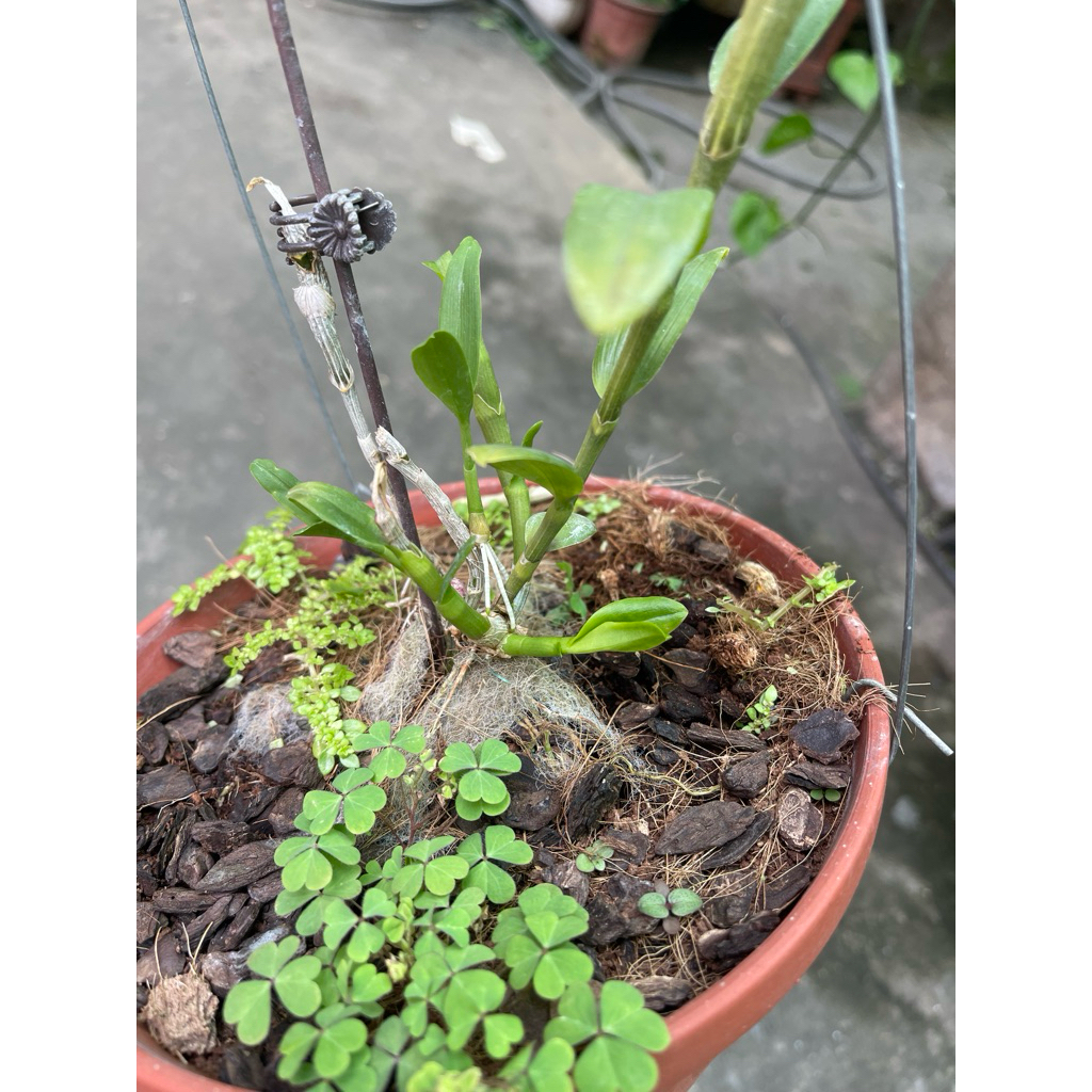 chậu phi điệp 5ct bảo duy