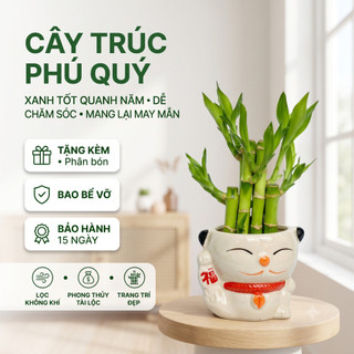 Cây Trúc Phú Quý trúc phát lộc cao 15cm kèm chậu - Cây để bàn làm việc phong thủy chiêu tài