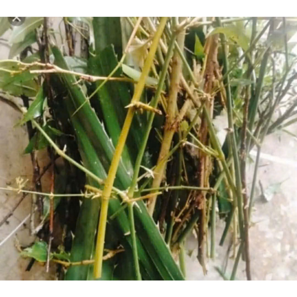 Gai trừ tà, gai phong thuỷ, xả xui (7 loại gai cho nam, 9 loại gai cho nữ)
