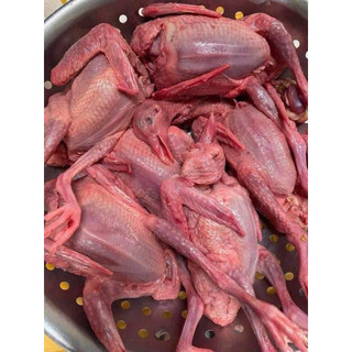 chim câu nhà nuôi nặng 330-400gr/ con