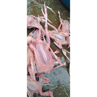 chim câu nhà nuôi nặng 330-400gr/ con