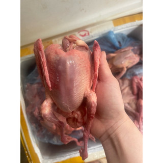 chim câu nhà nuôi nặng 330-400gr/ con