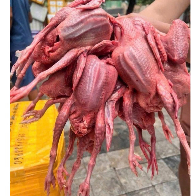 chim câu nhà nuôi nặng 330-400gr/ con