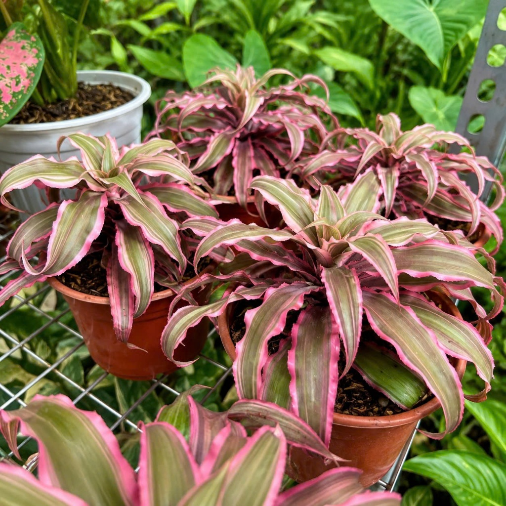 Cây Dứa Tiểu Hồng Phụng – Cryptanthus bivittatus 'Pink Starlite' - Dứa Cảnh Mini Hồng