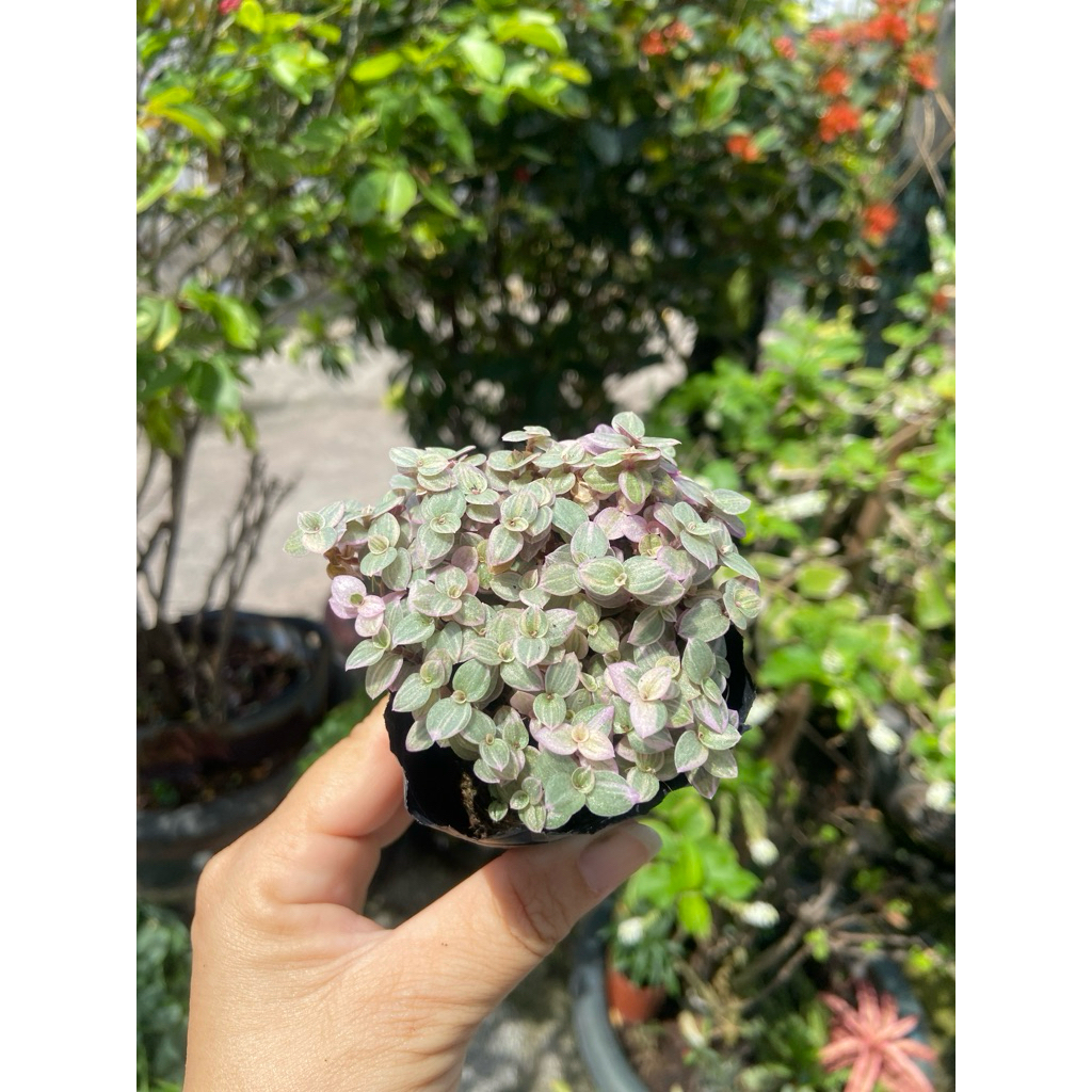sen đá sedum