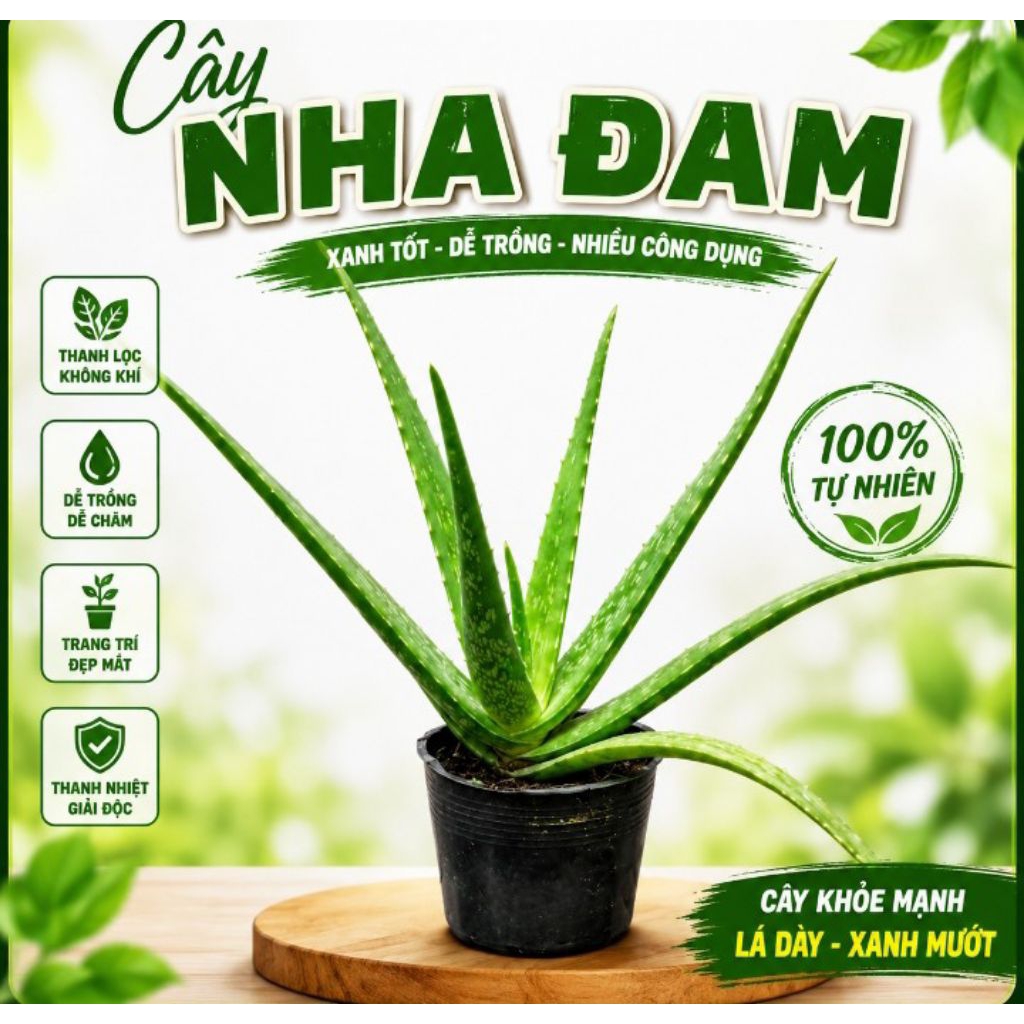 Cây nha đam