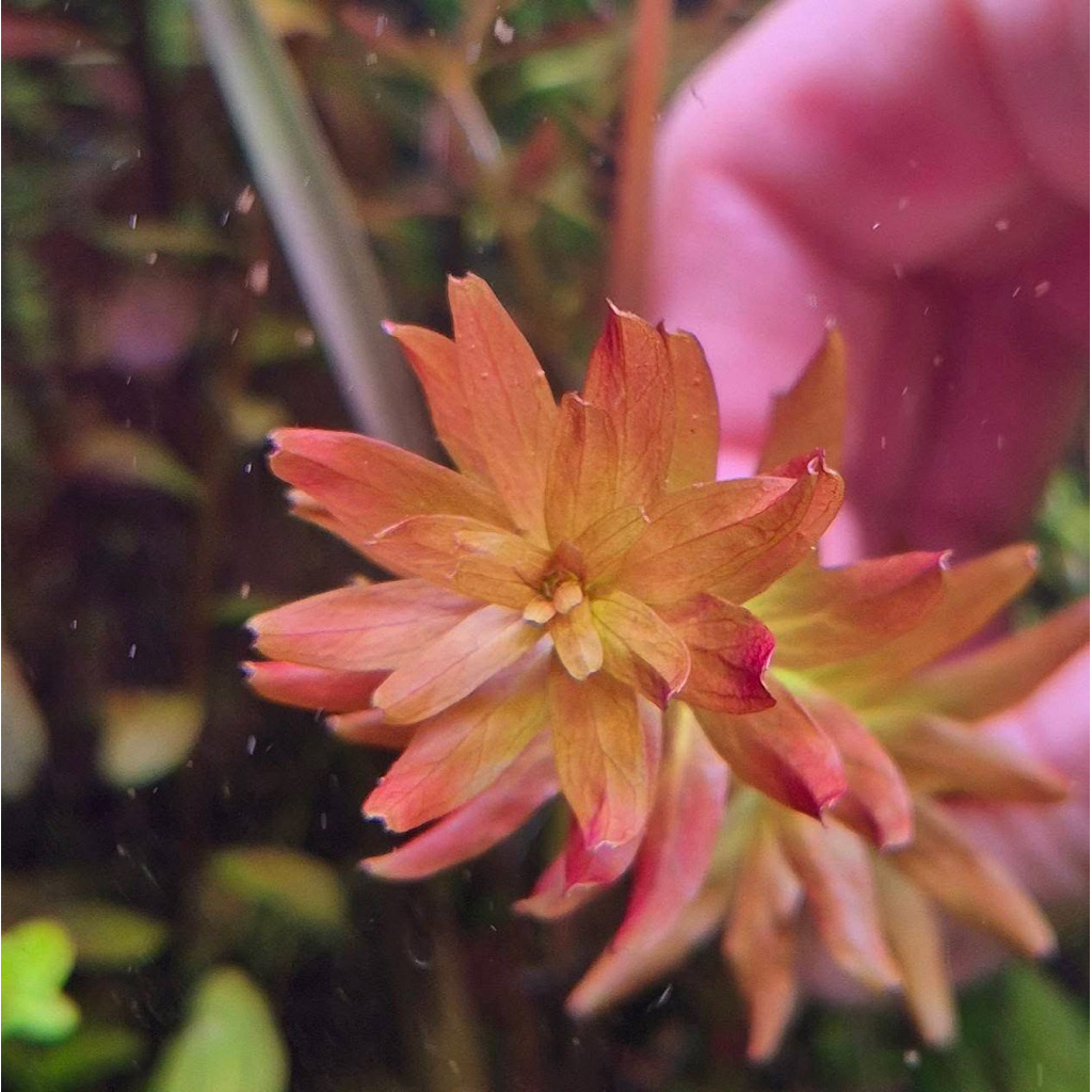 Vảy ốc Myanmar (Rotala sp. 'Myanmar') lá cạn