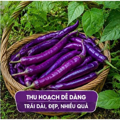 Hạt Giống Ớt Đũa Tím Thơm Ngon – Quả Dài, Màu Tím Đẹp, Dễ Trồng, Sai Quả