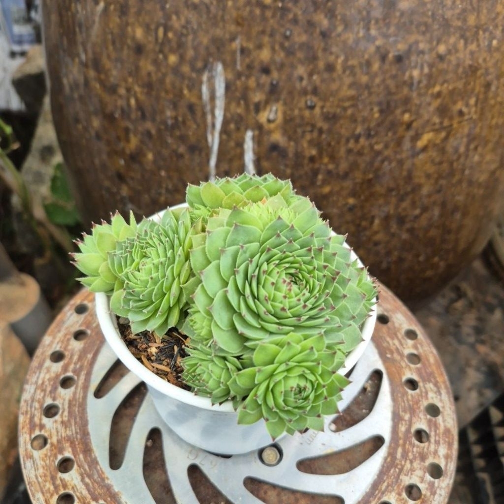 sen đá Phật bà xanh cổ thụ Đà lạt