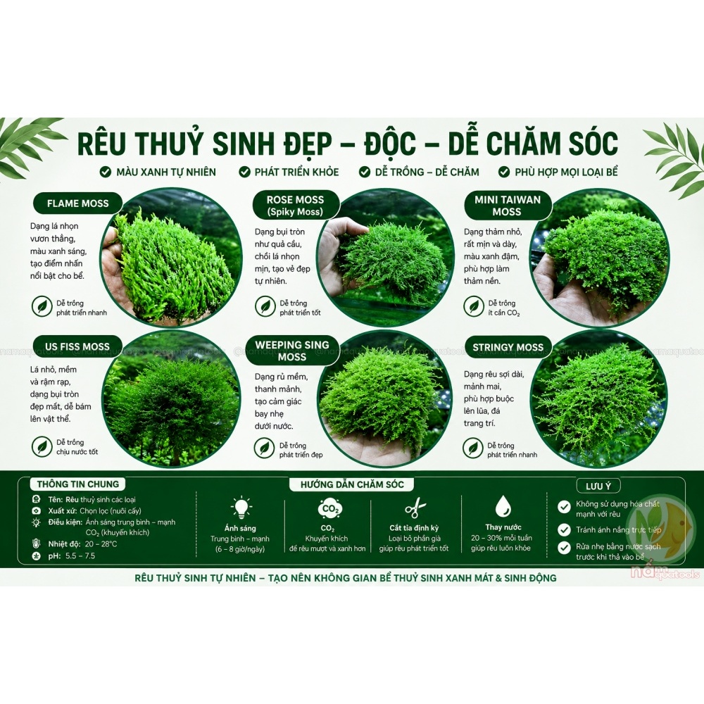 Rêu Thuỷ Sinh Đẹp - Độc - Dễ Chăm Sóc: Mini Taiwan | Weeping Sing | Stringy | US Fiss | Rose Moss | 