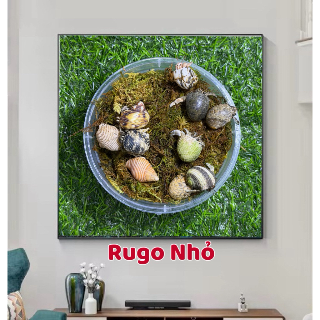 Khung tranh Rugo có nhiều size để lựa chọn, màu sắc tươi sáng sống động.