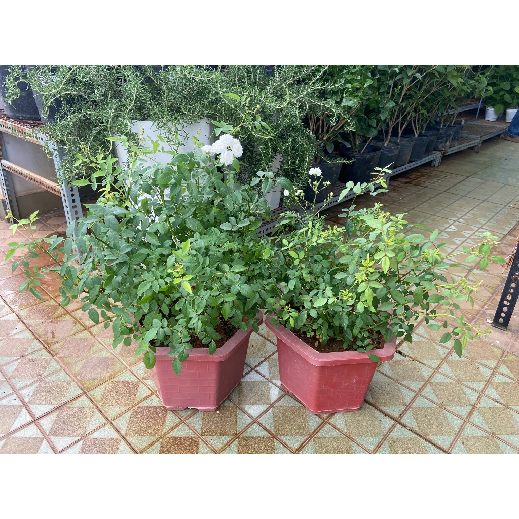 Hồng Bạch Trà JUN GARDEN Hoa Trắng