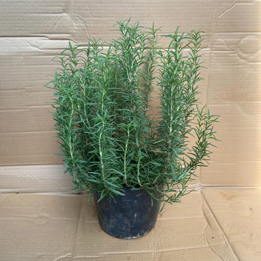 Hương Thảo Rosemary Cây Lớn Gốc Già, Hương Thảo Dễ Trồng Và Chăm Sóc