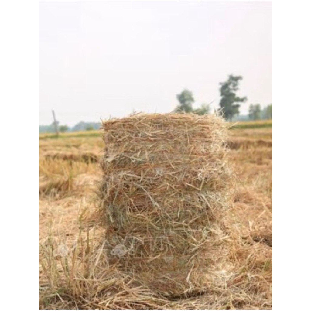 Rơm cuộn khô nguyên cuộn khoảng 15 - 20kg.