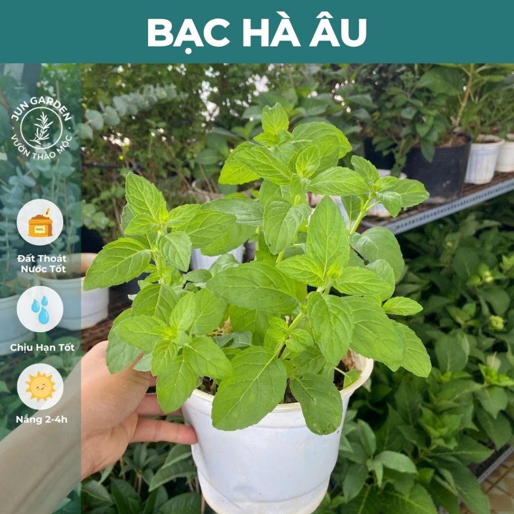 Bạc Hà Âu Euromint JUN GARDEN