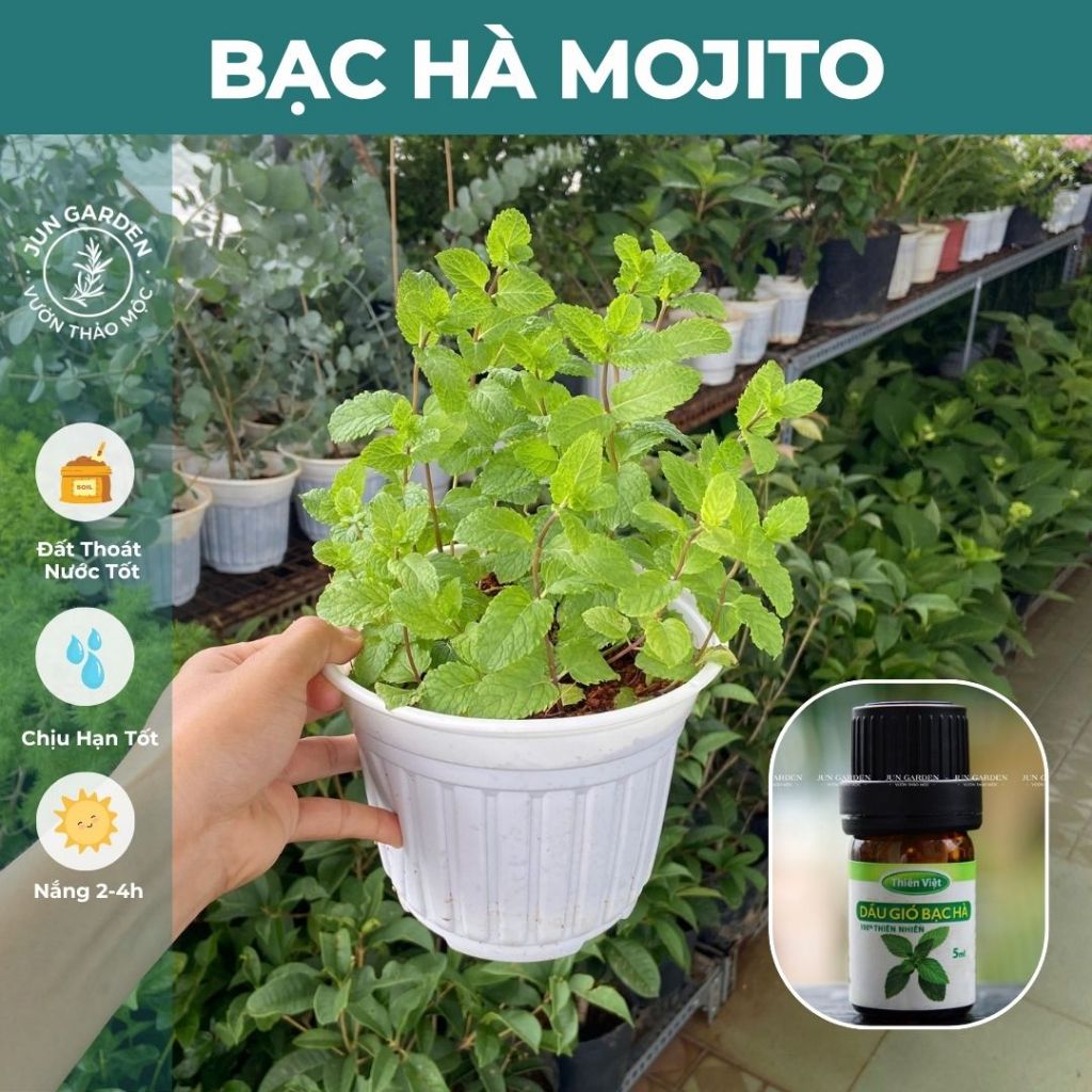 Cây Bạc Hà Mojito Mint Chuẩn Giống Jun Garden