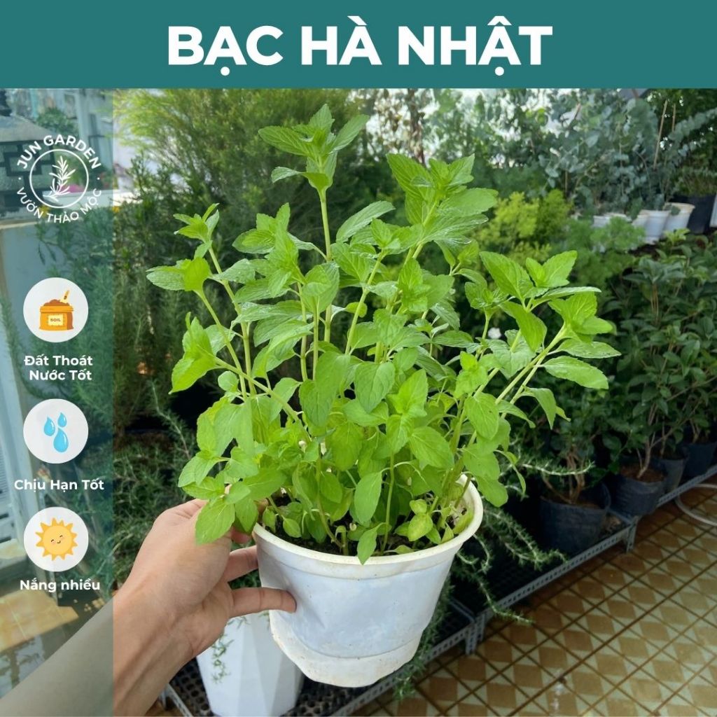 Chậu Cây Bạc Hà Nhật JUN GARDEN