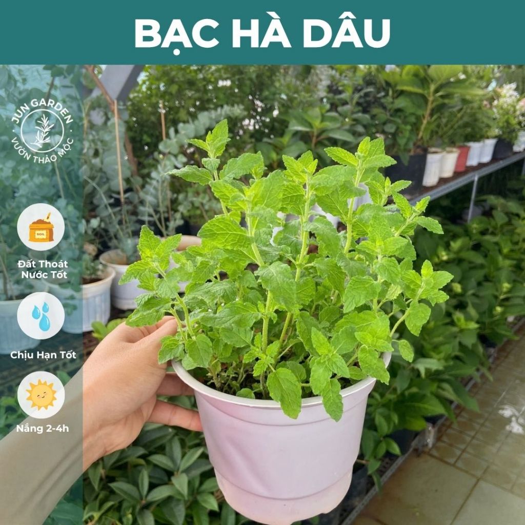 Bạc Hà Dâu JUN GARDEN Strawberry Mint