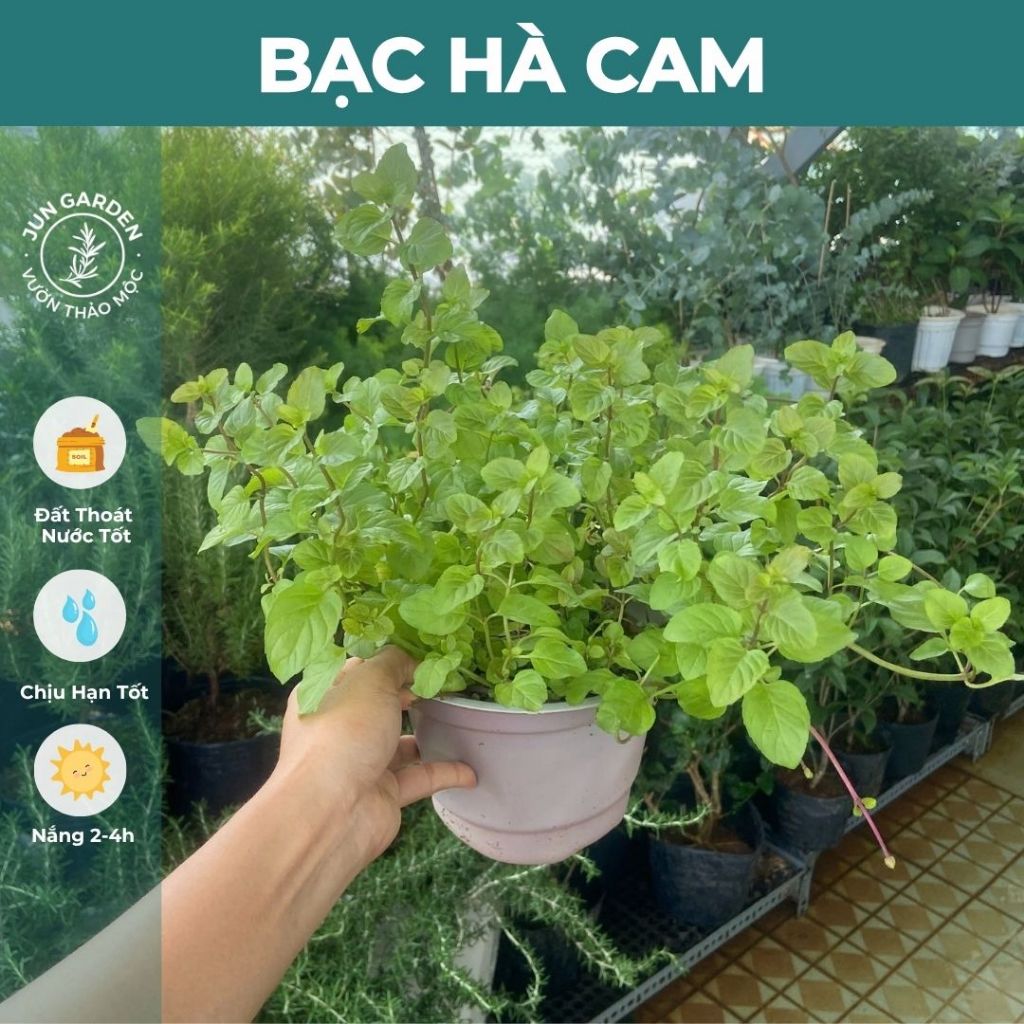 Bạc Hà Cam JUN GARDEN Orange Mint