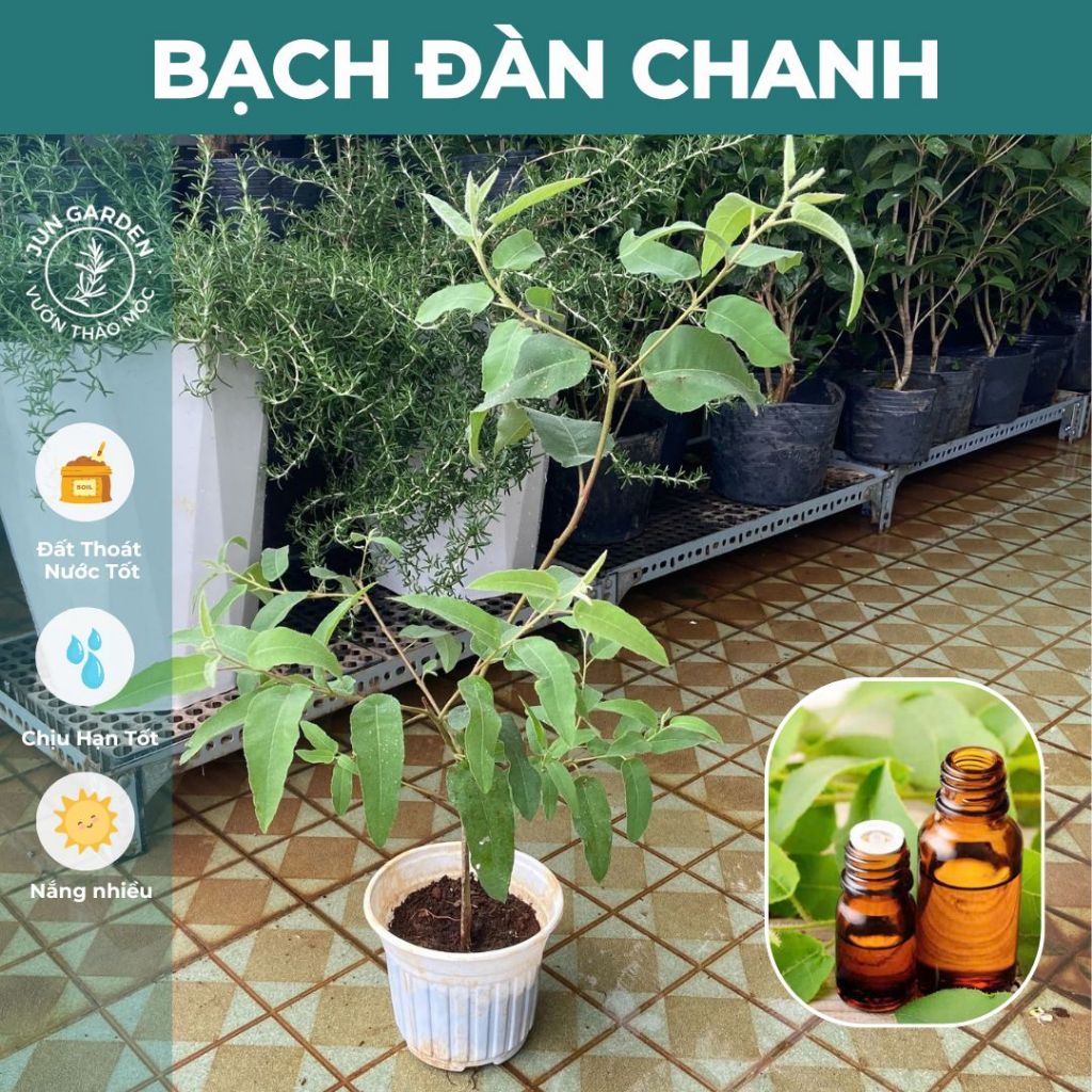 Cây Bạch Đàn Chanh Khuynh Diệp JUN GARDEN Cực Thơm