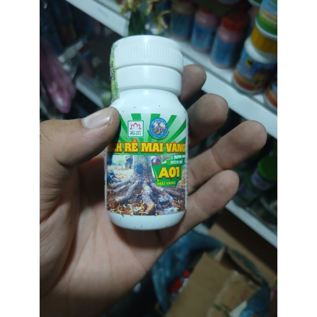 Kích rễ mai vàng A01
