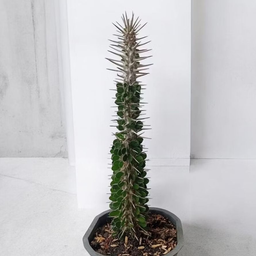 Xương rồng euphoria lá trái tim gai dài