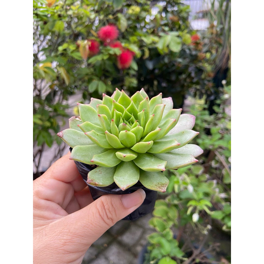 Sen đá size bầu