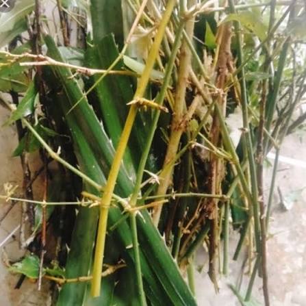 (200g) Gai trừ tà (7 loại,9 loại, 12 loại) dùng trừ tà, xả xui, treo cửa, giải hạn, xông nhà, xông q