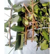(200g) Gai trừ tà (7 loại,9 loại, 12 loại) dùng trừ tà, xả xui, treo cửa, giải hạn, xông nhà, xông q