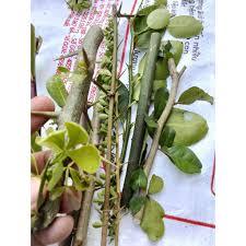 (200g) Gai trừ tà (7 loại,9 loại, 12 loại) dùng trừ tà, xả xui, treo cửa, giải hạn, xông nhà, xông q