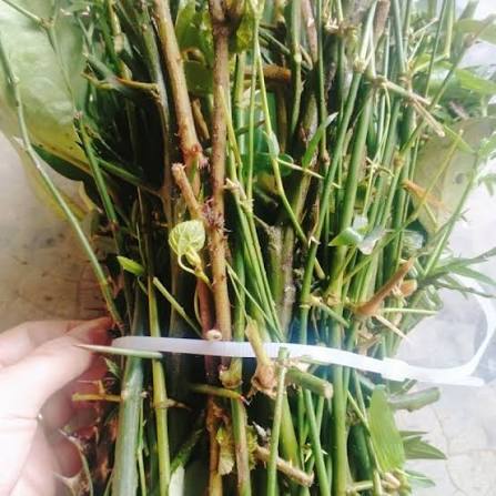 (200g) Gai trừ tà (7 loại,9 loại, 12 loại) dùng trừ tà, xả xui, treo cửa, giải hạn, xông nhà, xông q