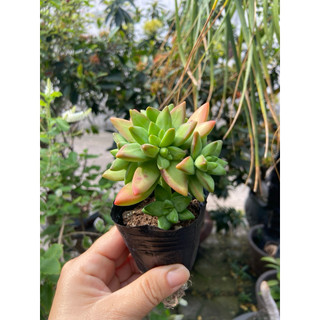 Sen đá số 5
