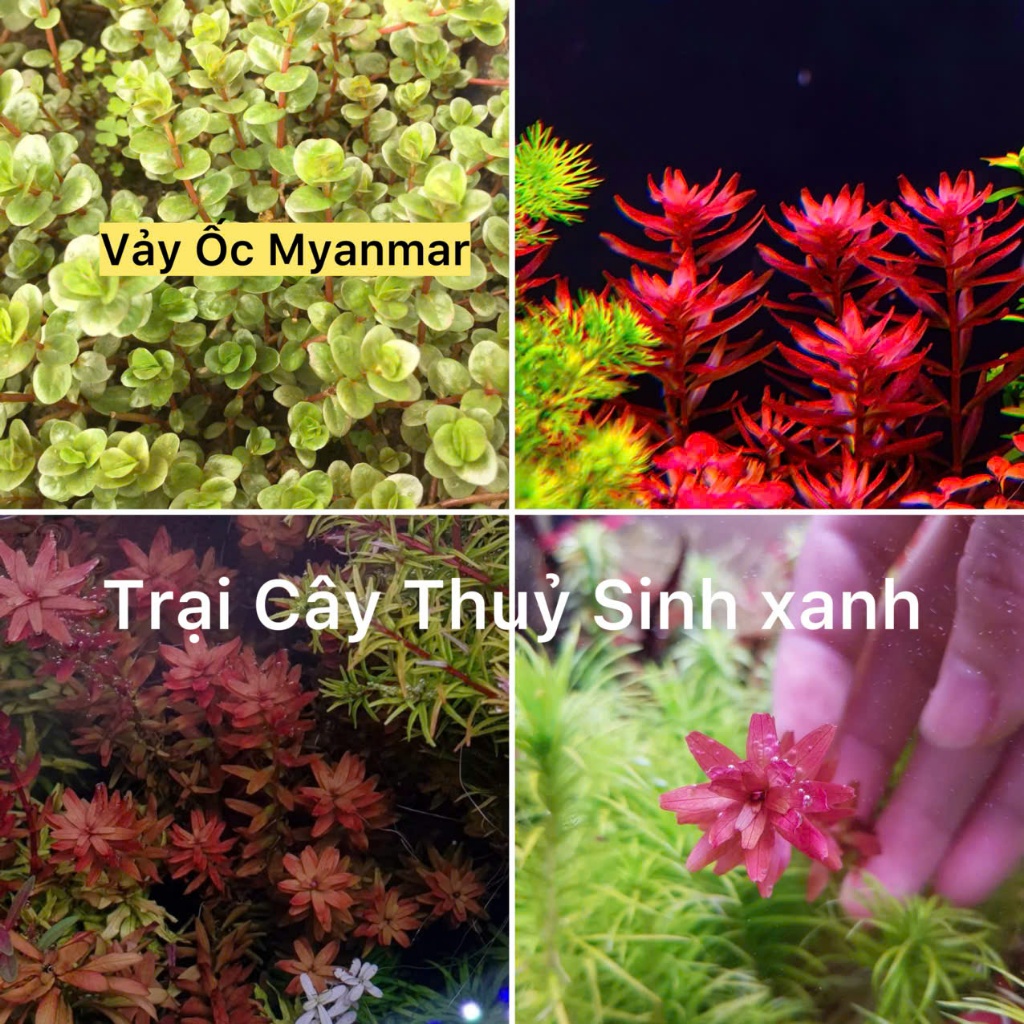 Rotala Myanmar - Vảy ốc Myanmar ( lá cạn)