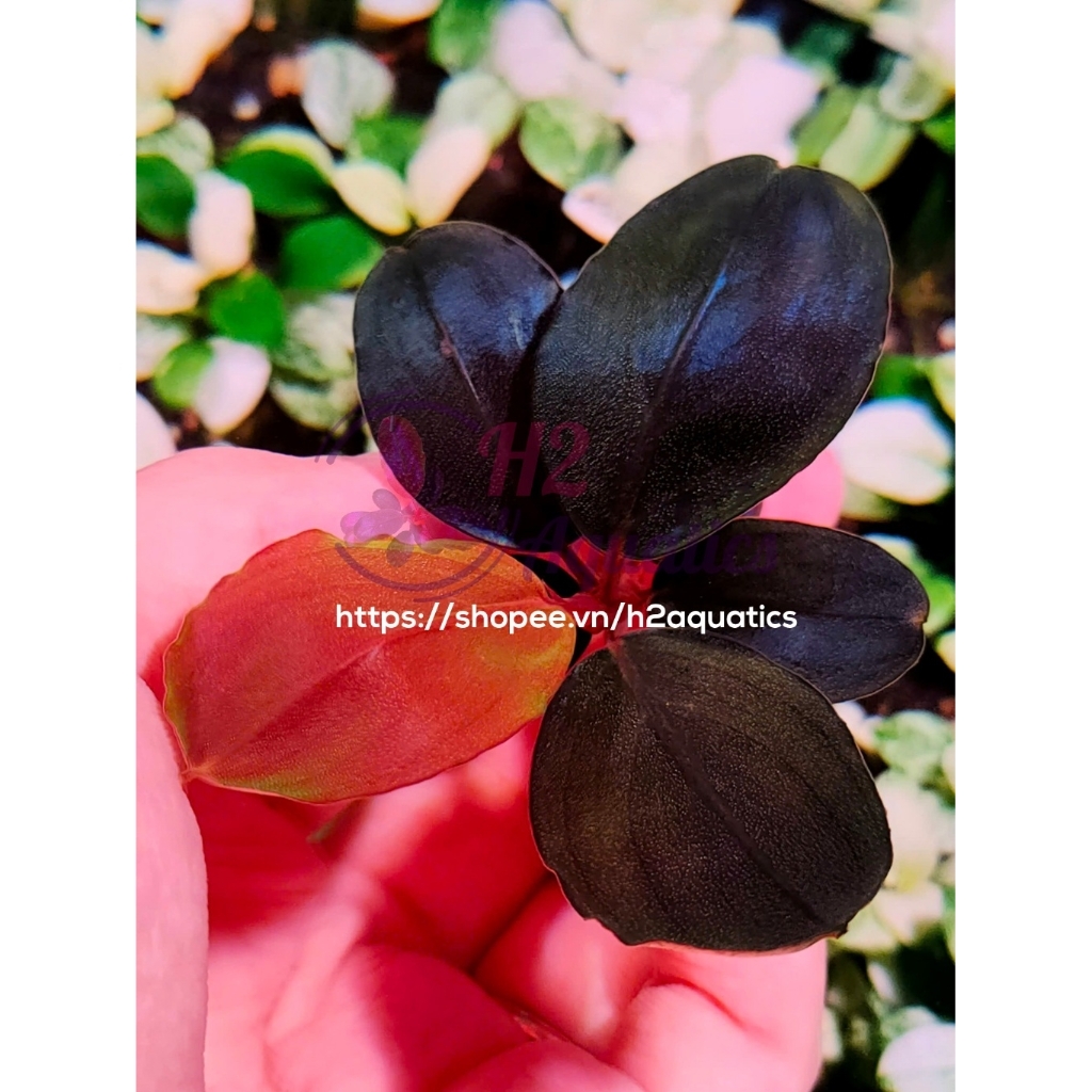 Cây Bucep Black Pinoh lá nước - Cây Thủy Sinh hàng sưu tầm  - H2 Aquatics