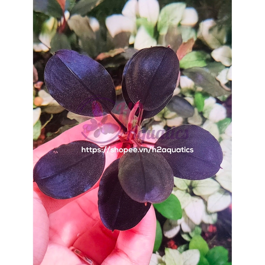 Cây Bucep Black Circle lá nước - form đẹp điểm bố cục - Cây Thủy Sinh hàng sưu tầm  - H2 Aquatics
