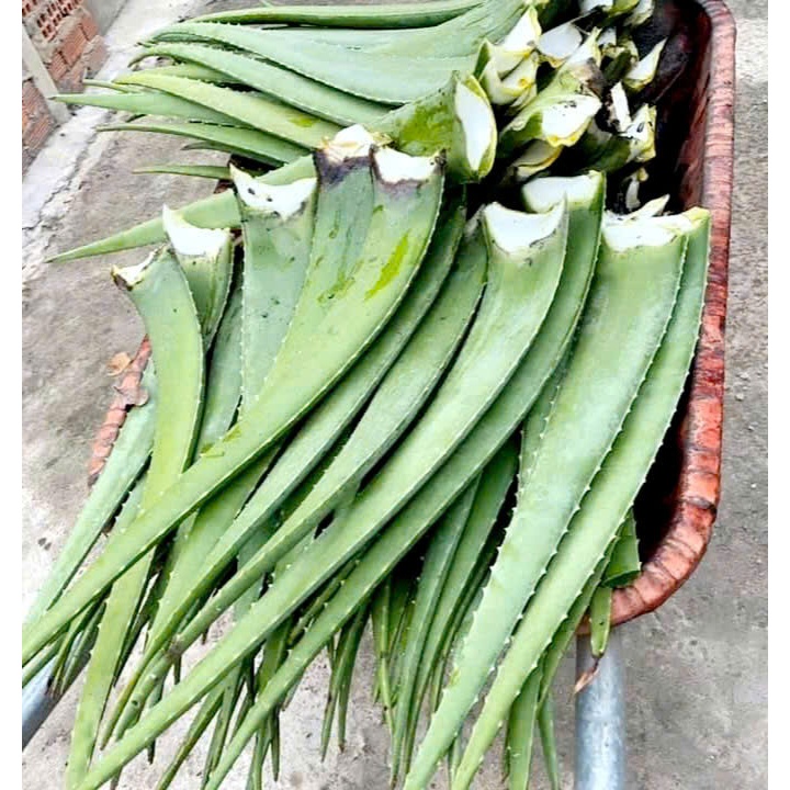 1 kg BẸ TO NHA ĐAM --Nha đam Mỹ trưởng thành - BẸ/LÁ NHA ĐAM MỸ TƯƠI ( giống bẹ to)