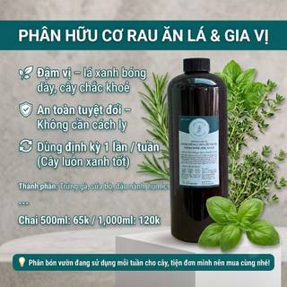 Chậu Cây Rau Quế Vị JUN GARDEN