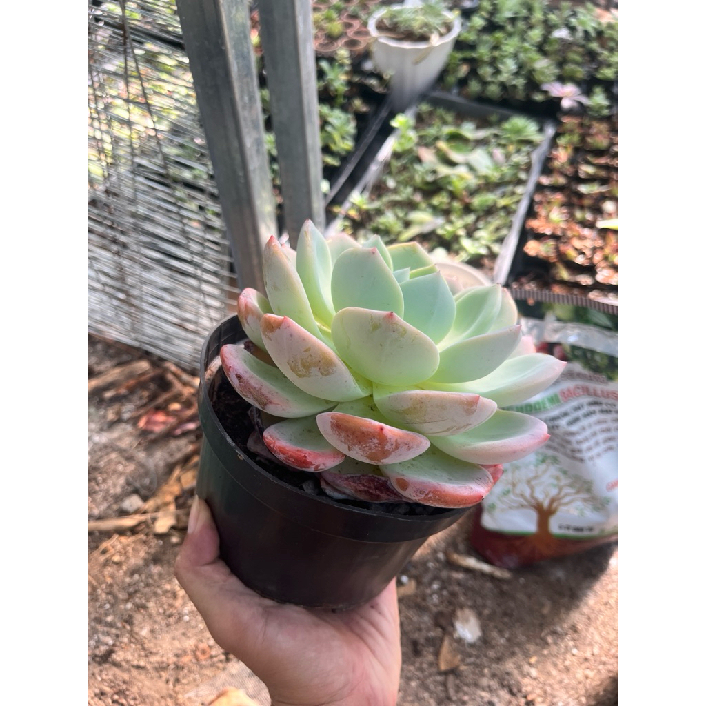 mon live bèo cánh tròn tại SenDa79