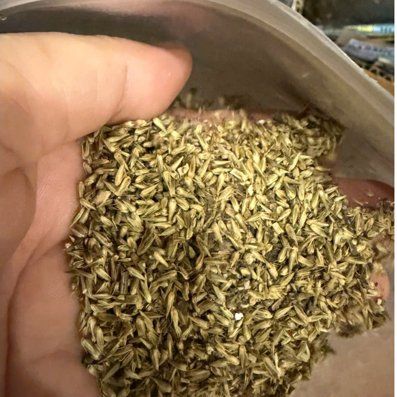 Hạt giống & cây giống Ngưu Tất 🌿 – thảo dược dễ trồng, thanh nhiệt, nhiều kích cỡ