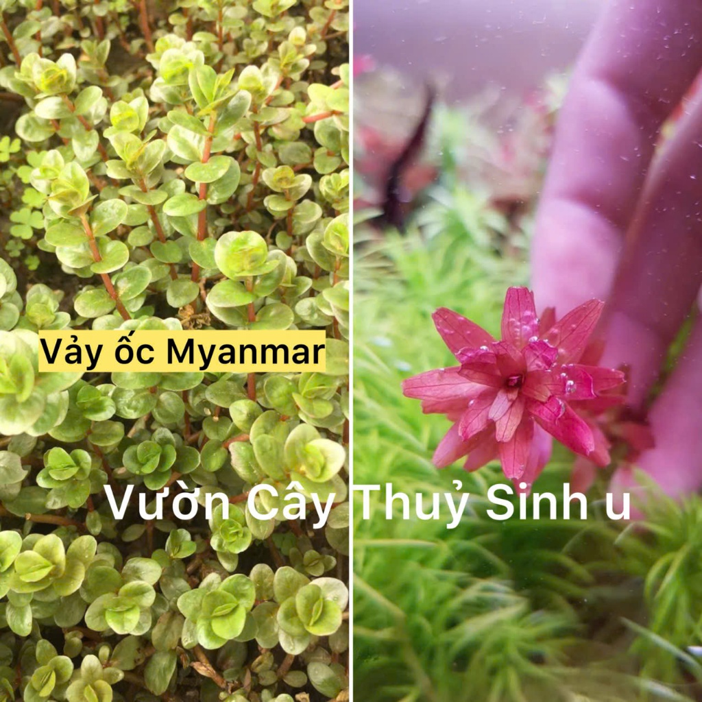 Rotala Myanmar - Vảy ốc Myanmar ( lá cạn) 5 ngọn