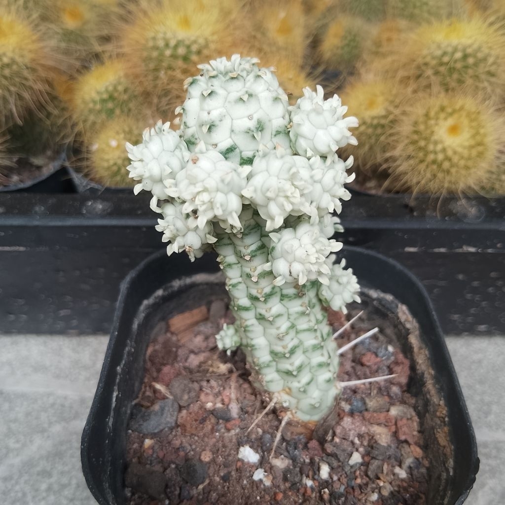 Cây xương rồng Euphorbia Sữa