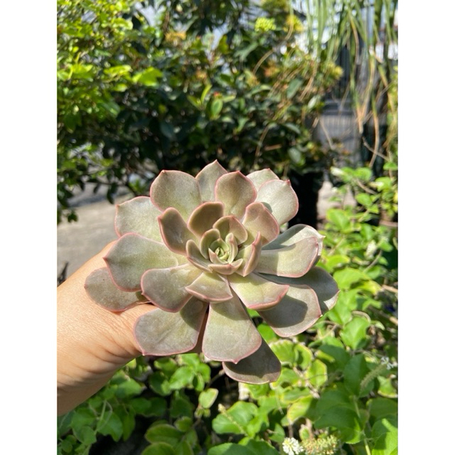 Sen đá size bầu