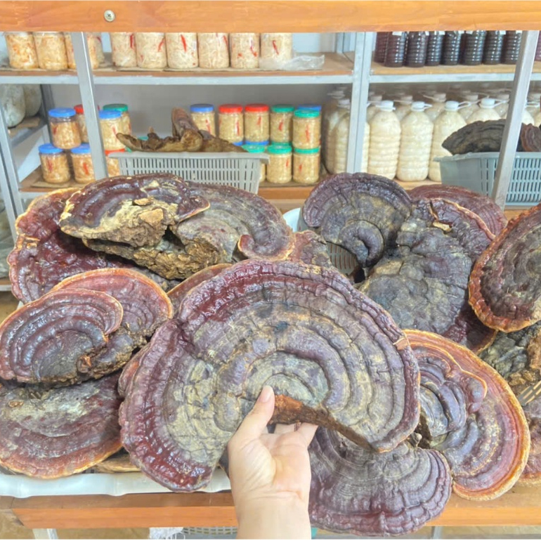 Nấm linh chi đỏ,nấm linh chi rừng,nấm linh chi loại 1 kg