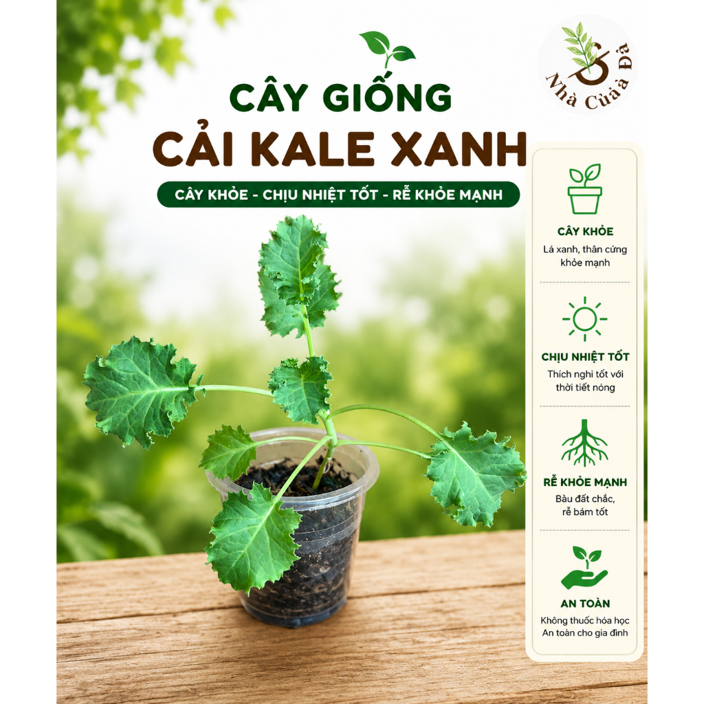 [HCM]Cây Giống Cải Kale Xoăn Mỹ, Cải Kale Xanh, Giá Tốt