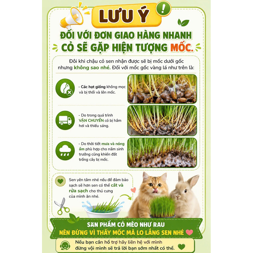 [GIAO NHANH -HCM] CHẬU CỎ LÚA LÚA MÌ CHO MÈO - CỎ MÈO HỔ TRỢ TIÊU BÚI LÔNG