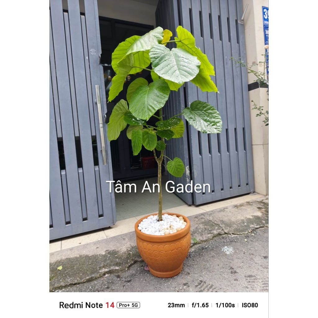 Chậu Cây Ficus Umbellata ( hàng đẹp ảnh thật) 1.3m