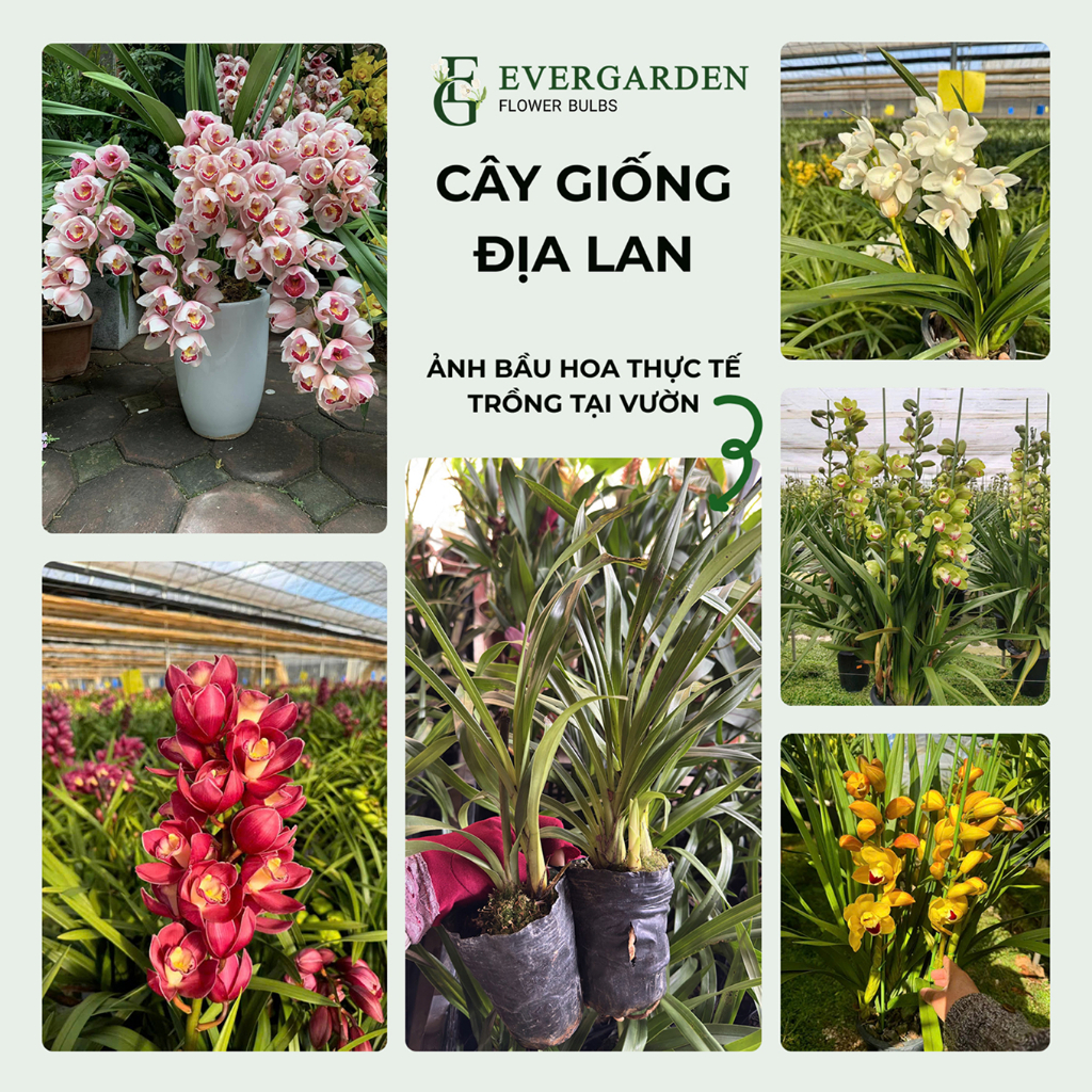 Cây giống hoa Địa Lan Sato Hoàng Hậu (Hoàng Đế) trồng Vỏ Thông rễ khỏe nhiều màu - EVERGARDEN