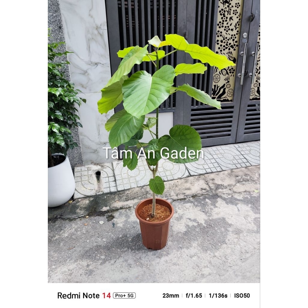 Cây Ficus Umbellata ( hàng đẹp ảnh thật ) 1.2 đến 1.3m